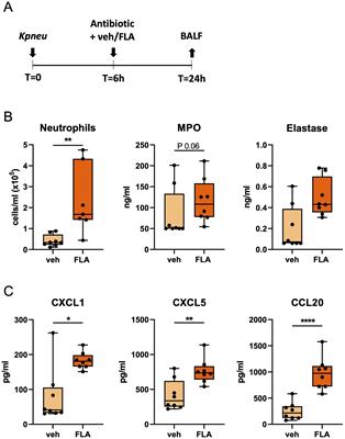 Topical adjunctive treatment with flagellin augments pulmonary neutrophil responses and reduces bacterial dissemination in multidrug-resistant K. pneumoniae infection